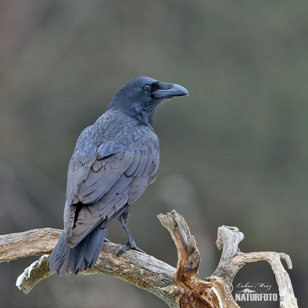 Krkavec čierny (Corvus corax)