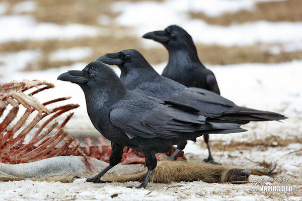 Krkavec čierny (Corvus corax)