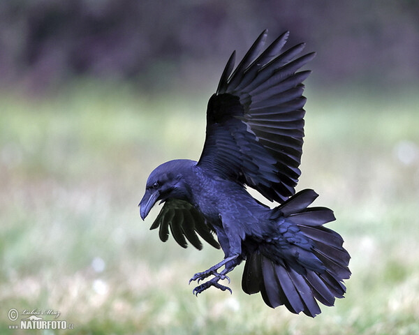 Krkavec čierny (Corvus corax)