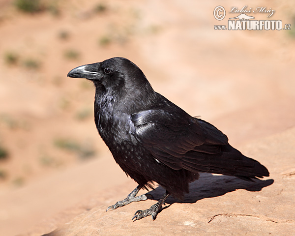 Krkavec čierny (Corvus corax)