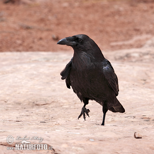 Krkavec čierny (Corvus corax)