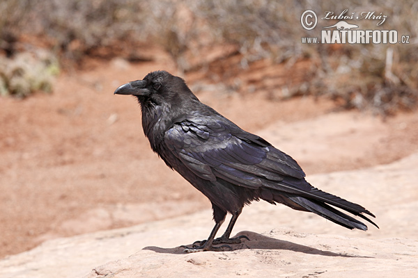 Krkavec čierny (Corvus corax)