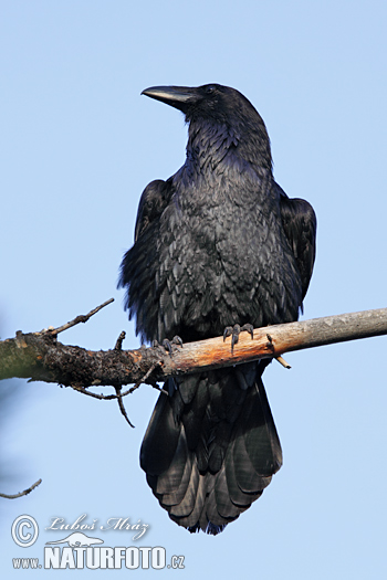 Krkavec čierny (Corvus corax)