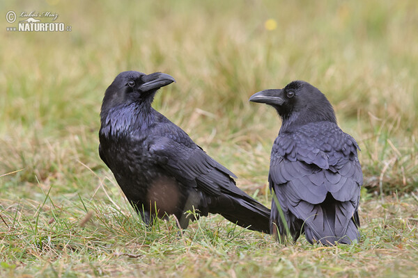 Krkavec velký (Corvus corax)