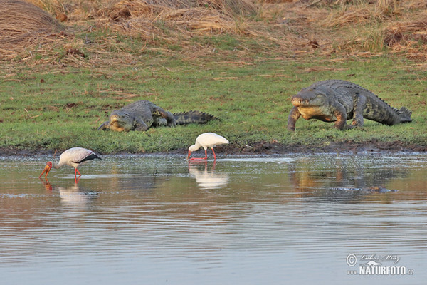 Krokodíl nílsky (Crocodylus niloticus)