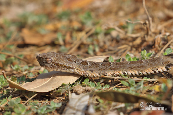 Křovinář Neuwidův Mattogrosský (Bothrops neuwiedi mattogrossensis)