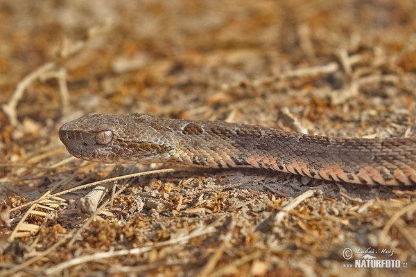 Křovinář Neuwidův Mattogrosský (Bothrops neuwiedi mattogrossensis)