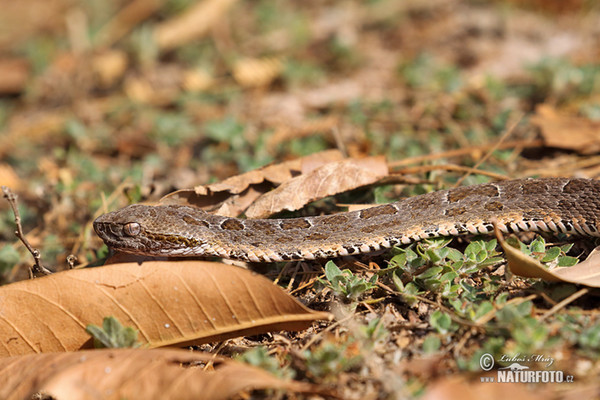 Křovinář Neuwidův Mattogrosský (Bothrops neuwiedi mattogrossensis)