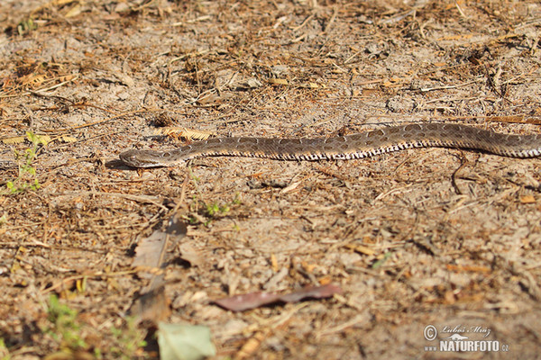 Křovinář Neuwidův Mattogrosský (Bothrops neuwiedi mattogrossensis)