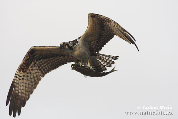 Kršiak rybožravý (Pandion haliaetus)