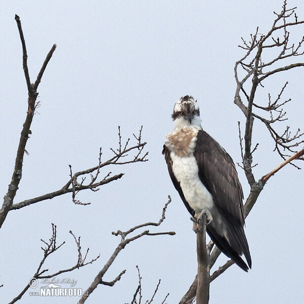 Kršiak rybožravý (Pandion haliaetus)