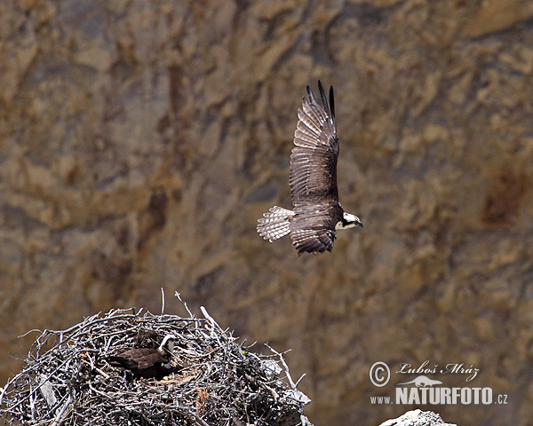 Kršiak rybožravý (Pandion haliaetus)