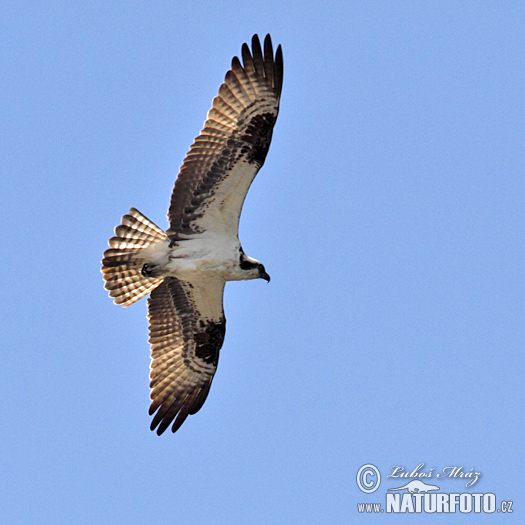 Kršiak rybožravý (Pandion haliaetus)