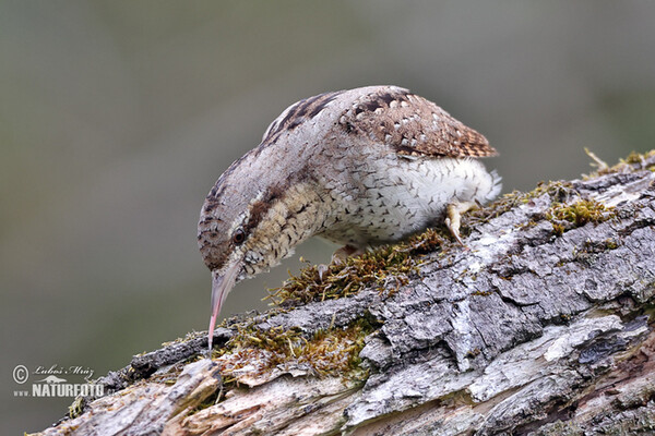 Krutihlav obecný (Jynx torquilla)