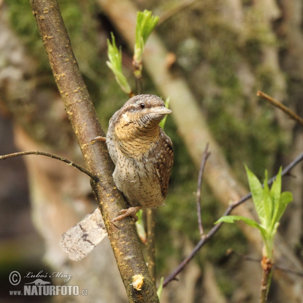 Krutihlav obecný (Jynx torquilla)