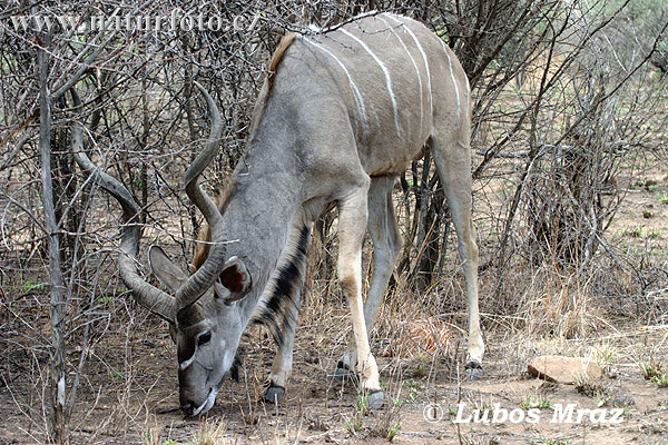 Kudu veľký (Tragelaphus strepsiceros)