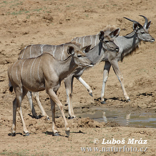 Kudu veľký (Tragelaphus strepsiceros)