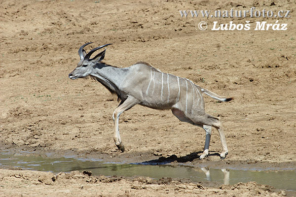 Kudu veľký (Tragelaphus strepsiceros)