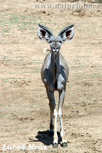 Kudu veľký (Tragelaphus strepsiceros)