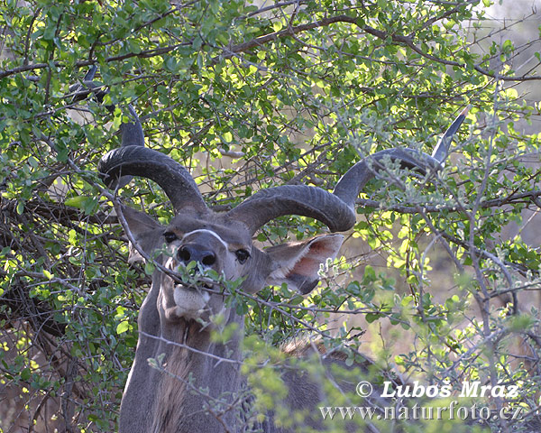 Kudu veľký (Tragelaphus strepsiceros)