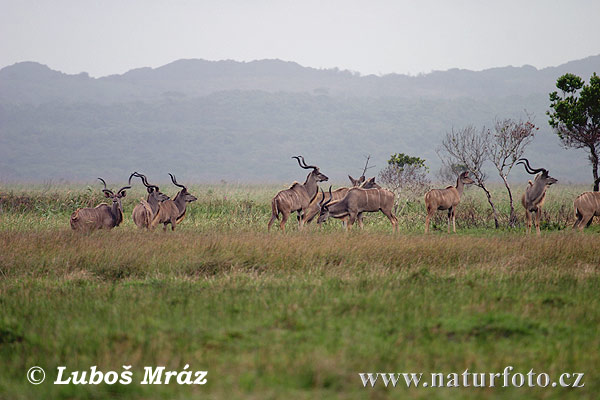 Kudu veľký (Tragelaphus strepsiceros)