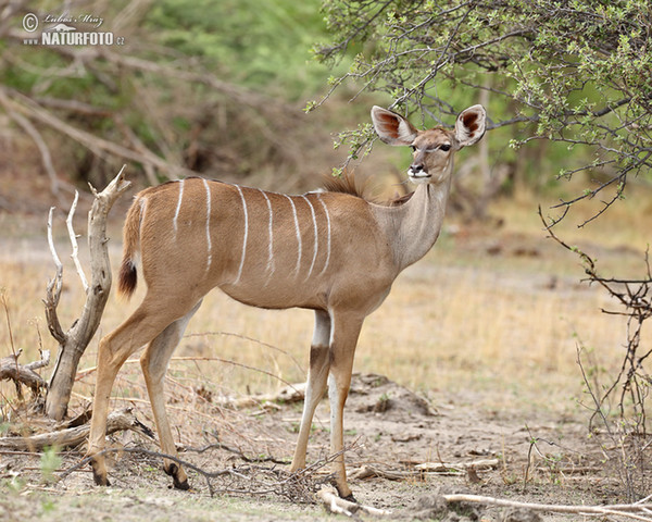 Kudu veľký (Tragelaphus strepsiceros)