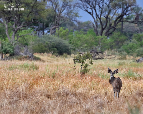 Kudu veľký (Tragelaphus strepsiceros)