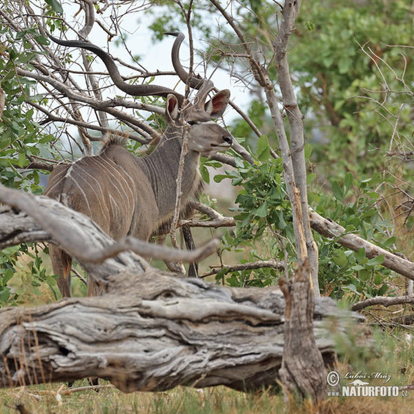 Kudu velký (Tragelaphus strepsiceros)