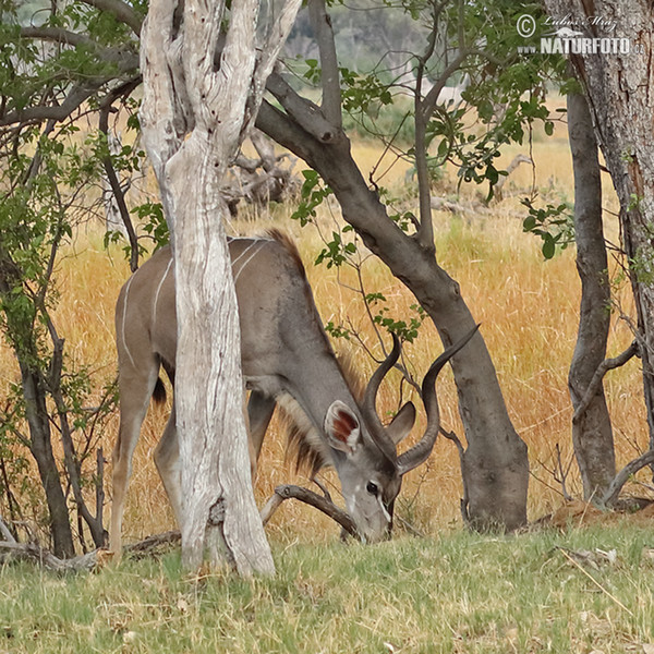 Kudu velký (Tragelaphus strepsiceros)
