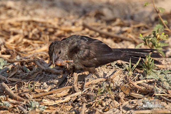 Kukačka ani (Crotophaga ani)