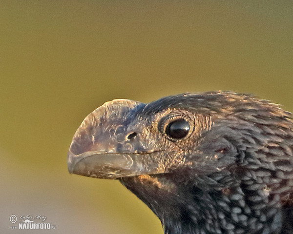 Kukačka ani (Crotophaga ani)