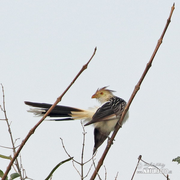 Kukačka guira (Guira guira)