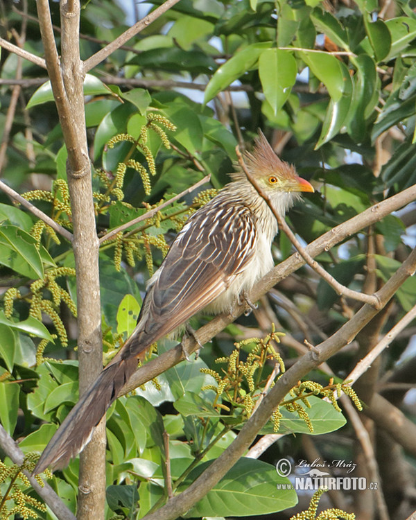 Kukačka guira (Guira guira)