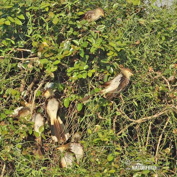 Kukačka guira (Guira guira)