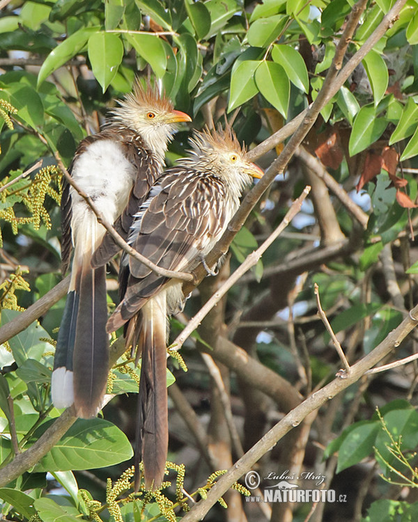 Kukačka guira (Guira guira)