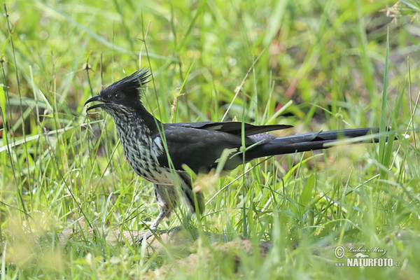 Kukačka pruhoprsá (Clamator levaillantii)