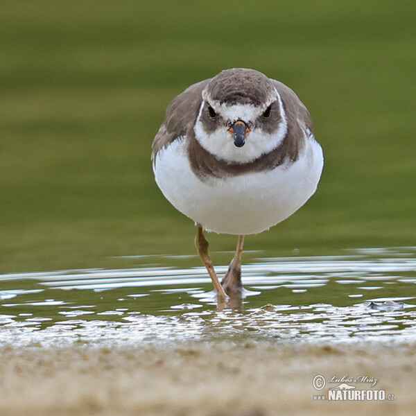 Kulík kanadský (Charadrius semipalmatus)