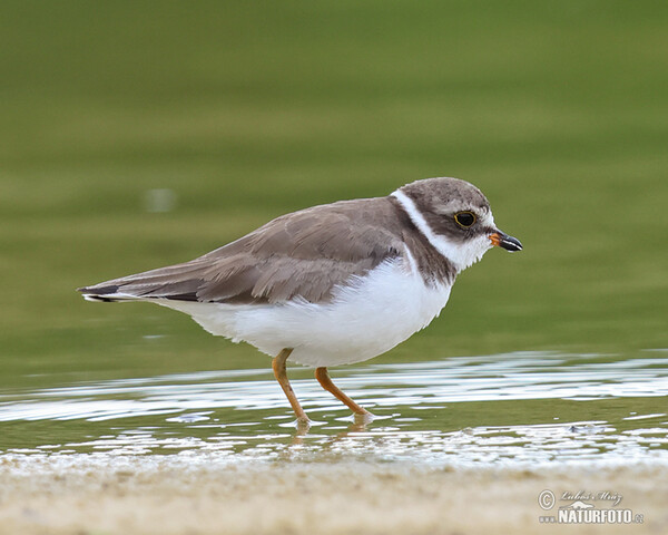 Kulík kanadský (Charadrius semipalmatus)