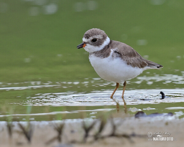 Kulík kanadský (Charadrius semipalmatus)