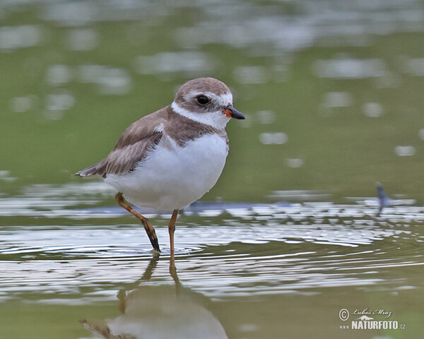 Kulík kanadský (Charadrius semipalmatus)