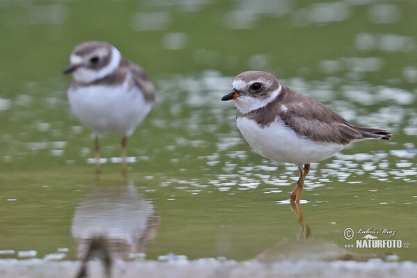 Kulík kanadský (Charadrius semipalmatus)