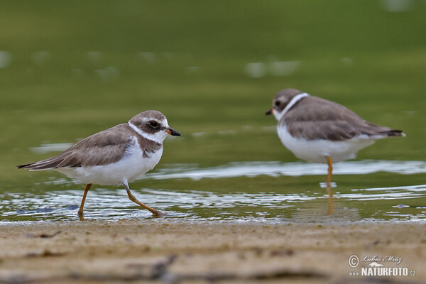 Kulík kanadský (Charadrius semipalmatus)