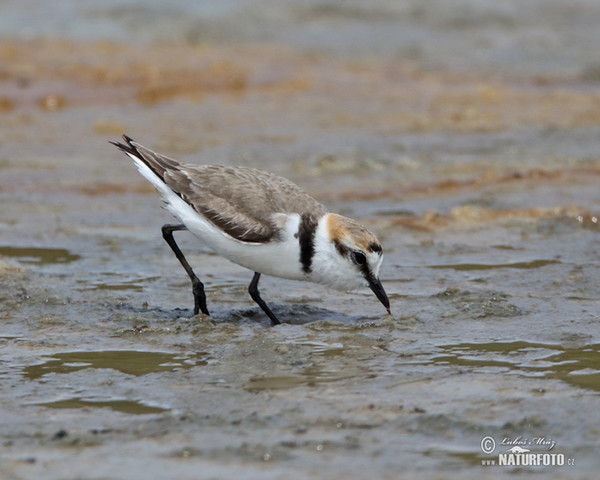 Kulík mořský (Charadrius alexandrinus)