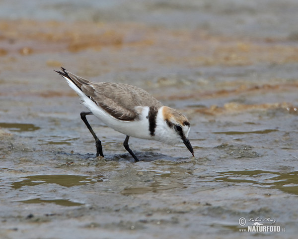 Kulík mořský (Charadrius alexandrinus)