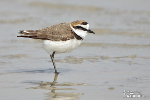 Kulík morský (Charadrius alexandrinus)