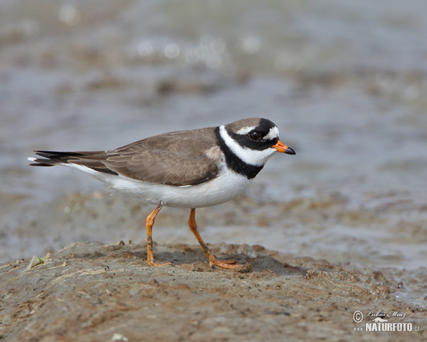 Kulík piesočný (Charadrius hiaticula)