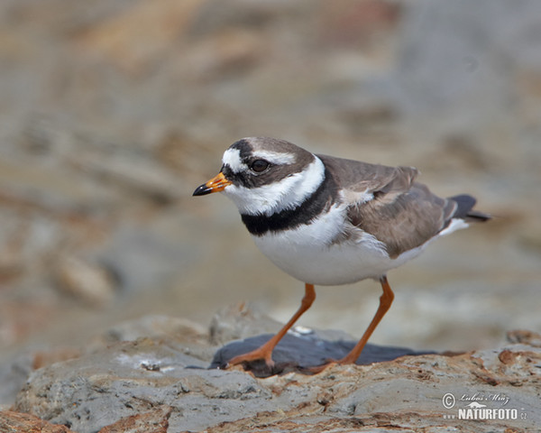 Kulík piesočný (Charadrius hiaticula)