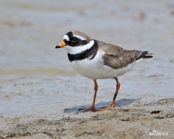 Kulík piesočný (Charadrius hiaticula)