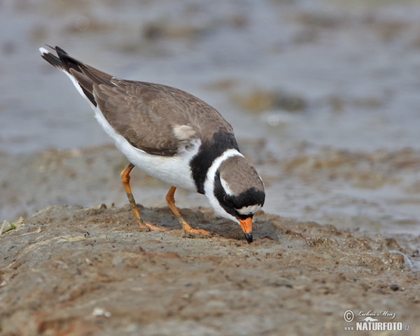 Kulík piesočný (Charadrius hiaticula)