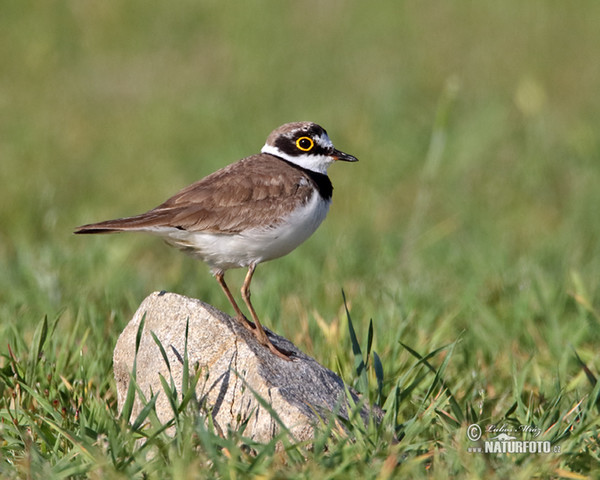 Kulík říční (Charadrius dubius)